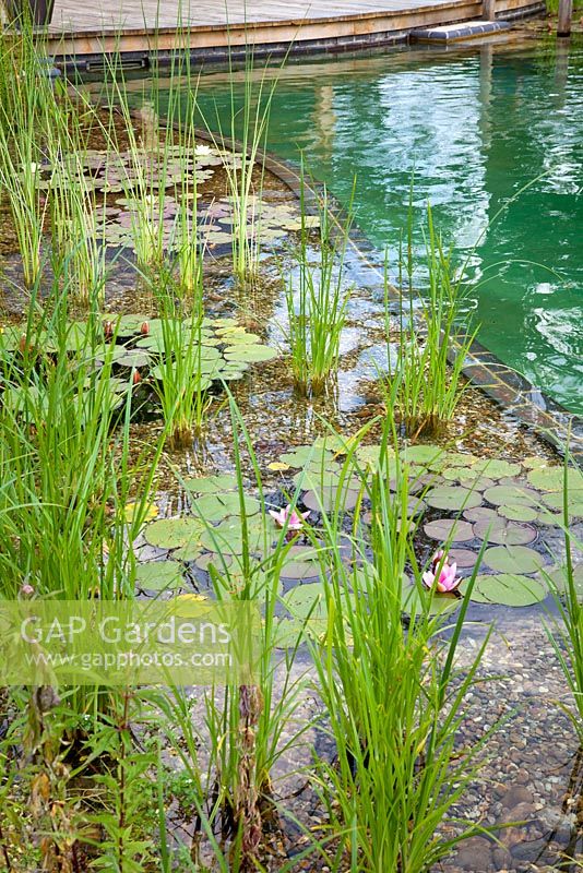 Regeneration zone of swimming zone with water lillies and aquatic zone. July.