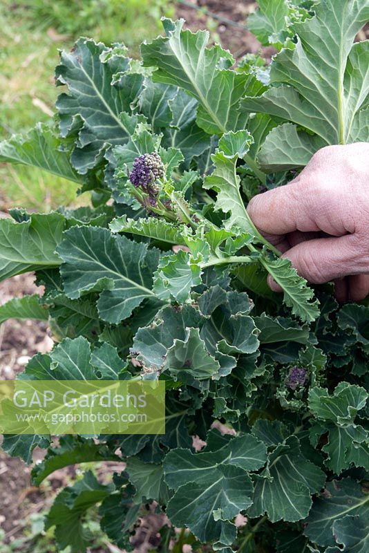 Picking purple sprouted broccoli
