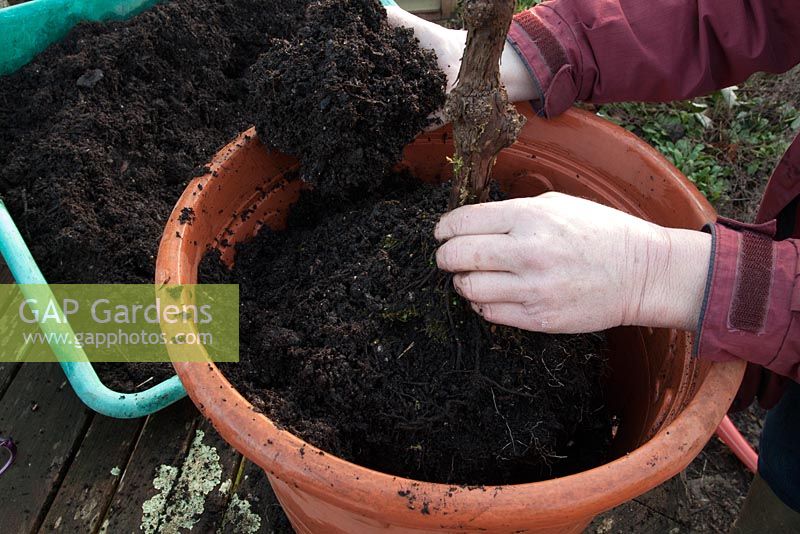 Potting and care of a neglected grape vine - plant into a larger container and add compost