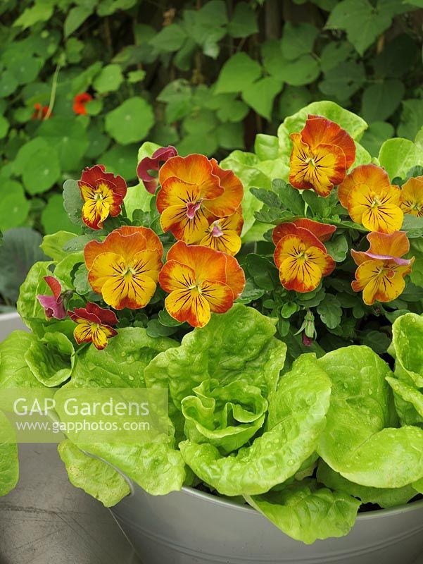 Lettuce growing with the edible flowers of pansies in a grey plastic bowl with handles on a tabletop to deter slugs. Pansy 'Amber Kiss' with Lettuce 'Tom Thumb'. August, West Midlands.