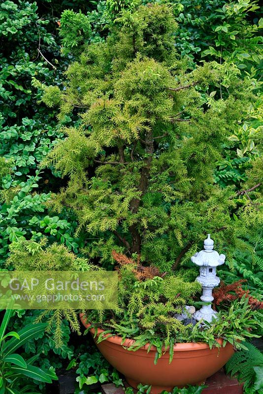 Japanese style conifer raised up in a shallow bowl with a miniature granite lantern as a focal point. Cryptomeria japonica 'Elegans Nana' underplanted with the dwarf fern Blechnum penna-marina.  