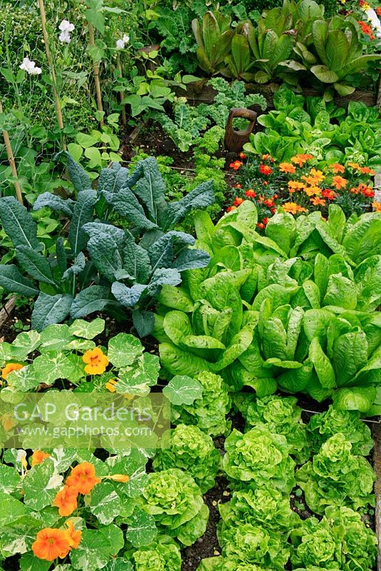 Vegetables and flowers growing in a bed divided into squares with Nasturtium 'Alaska Mixed', Lettuce 'Tom Thumb', Kale 'Black Magic', Lettuce 'Freckles', French marigold 'Fantasia Mix', Parsley, Lettuce 'Little Gem Pearl' and Kale 'Dwarf Green Curled' with sweet peas and climbing beans on a chicken wire fence.