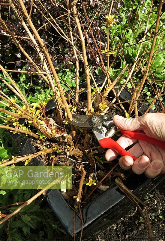 Maintaining a hardy fuchsia in a container. Pruning back the woody shoots of a container grown yellow leaved hardy fuchsia 'Genii' in the Spring as new shoots are sprouting from the base. This will encourage compact, bushy growth