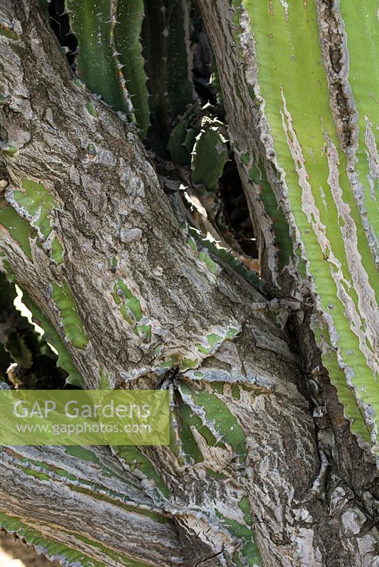 Cactus bark detail, showing aging in cacti. May, Andalucia, Spain
