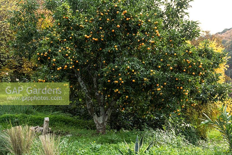 Mandarin laden with ripe fruit. Winter, La Huerta, Andalucia.