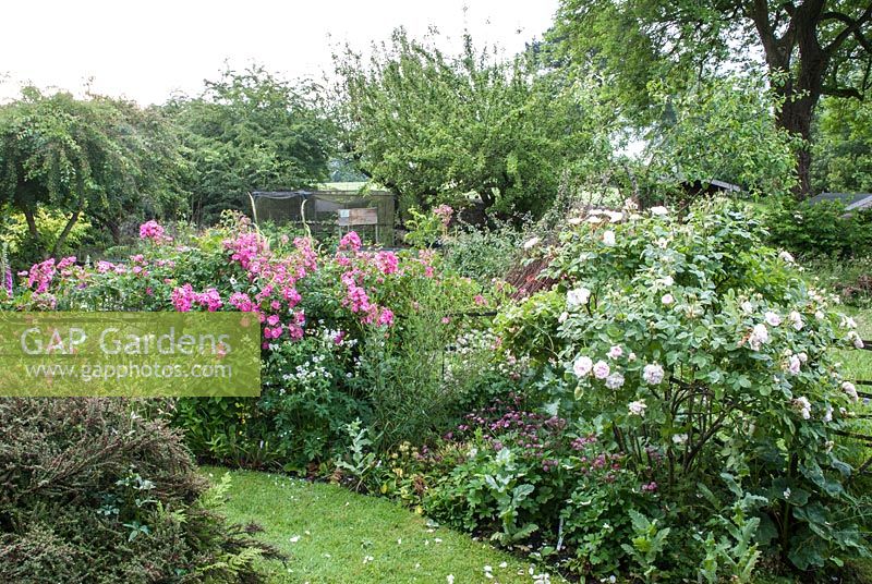Cottage garden, border with Rosa 'American Pillar', Geranium, Astrantia major - Snape Cottage, Dorset