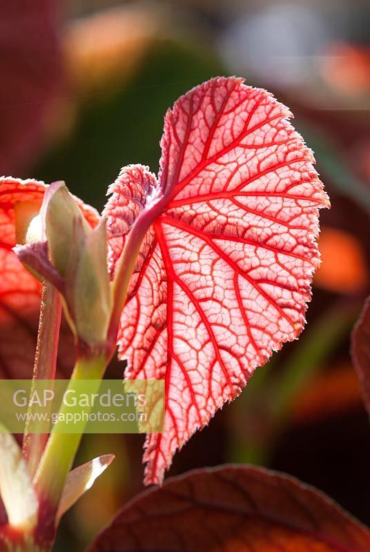 Begonia evansiana - backlit leaf