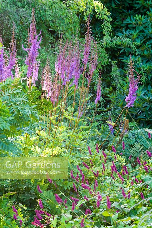 Astilbe chinensis var taquetii 'Purpulanze' with Persicaria - The Bog Garden, Forde Abbey Dorset