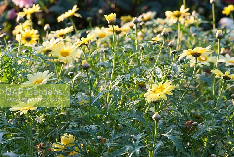 Argyranthemum 'Yellow Empire'