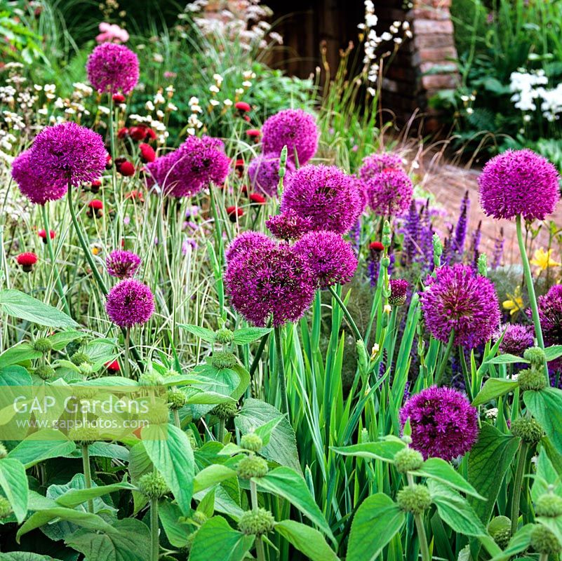 Allium 'Purple Sensation' flowers in early summer, its heads fading to green whilst adding structure to beds well into winter.