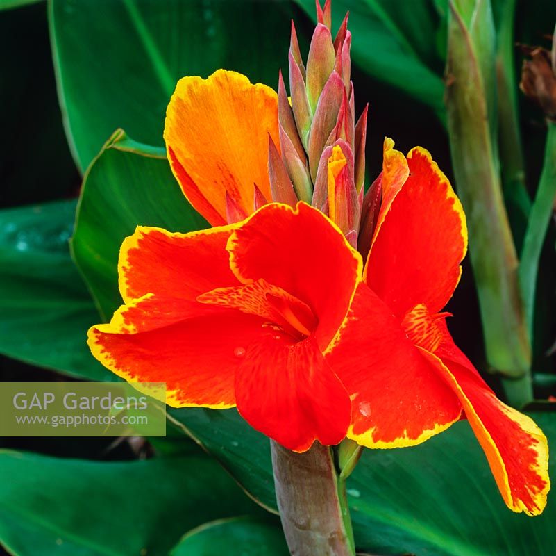 Canna 'Rosemond Coles', a perennial with dramatic orange flowers fringed with gold.