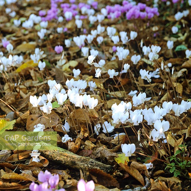 Cyclamen hederifolium carpet ground beneath trees in woodland, their pink or white flowers appearing in autumn prior to the leaves.