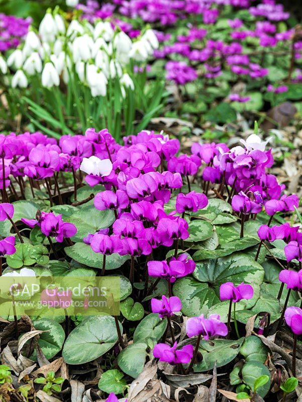 Cyclamen coum and 'Album' appearing in deep winter amongst its rounded, marbled leaves.