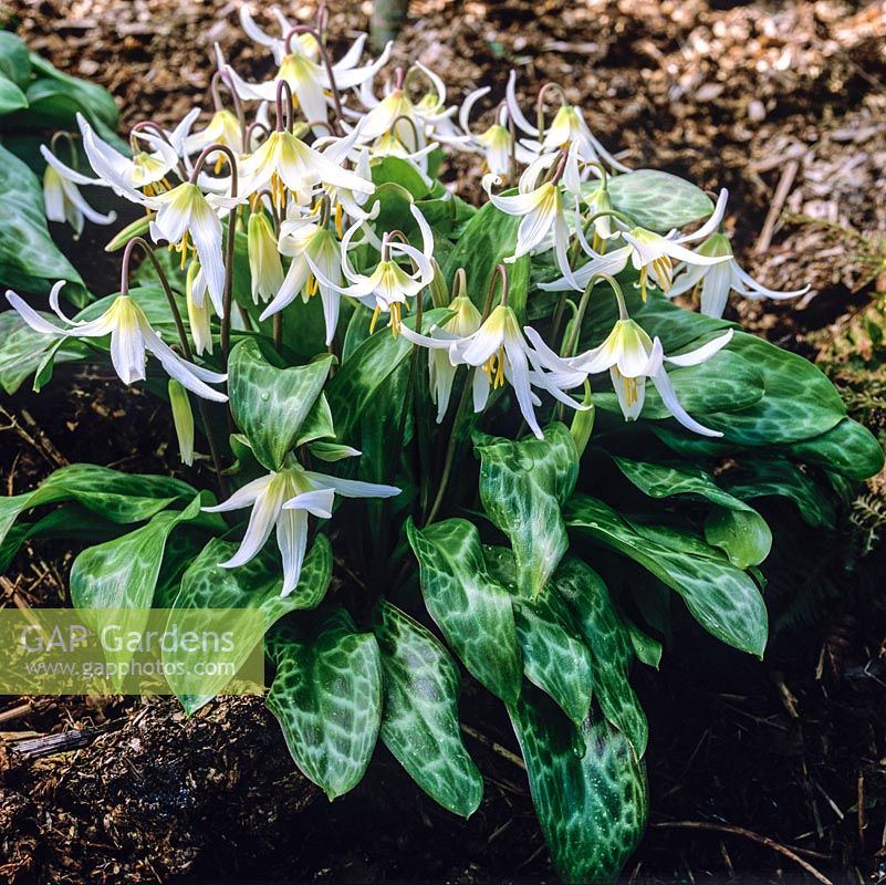 Erythronium Minnehaha, dogs tooth violet, a bulbous perennial bearing pretty flowers in white in spring.