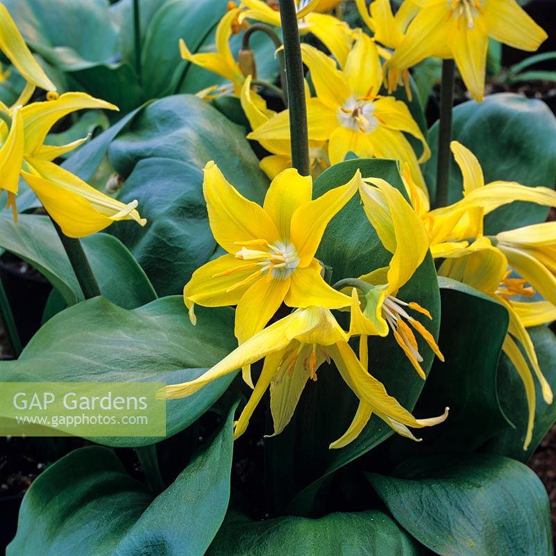 Erythronium Susannah, dogs tooth violet, a bulbous perennial bearing pretty flowers in yellow in spring.