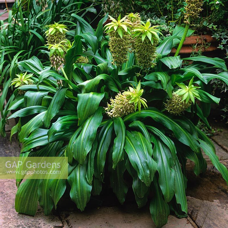 Eucomis bicolor, fleshy bulbous perennial. In late summer, maroon flecked stems bear dozens of tiny, pale green flowers with purple margins to petals. In pot.