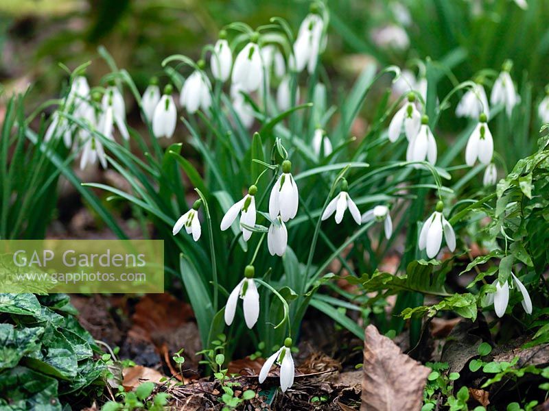 Galanthus - Snowdrop, a winter-flowering bulb.  A chance seedling growing in the garden of Veronica Cross, a well-known C20 Galanthophile. Under trial, nicknamed 'Dragonfly'.