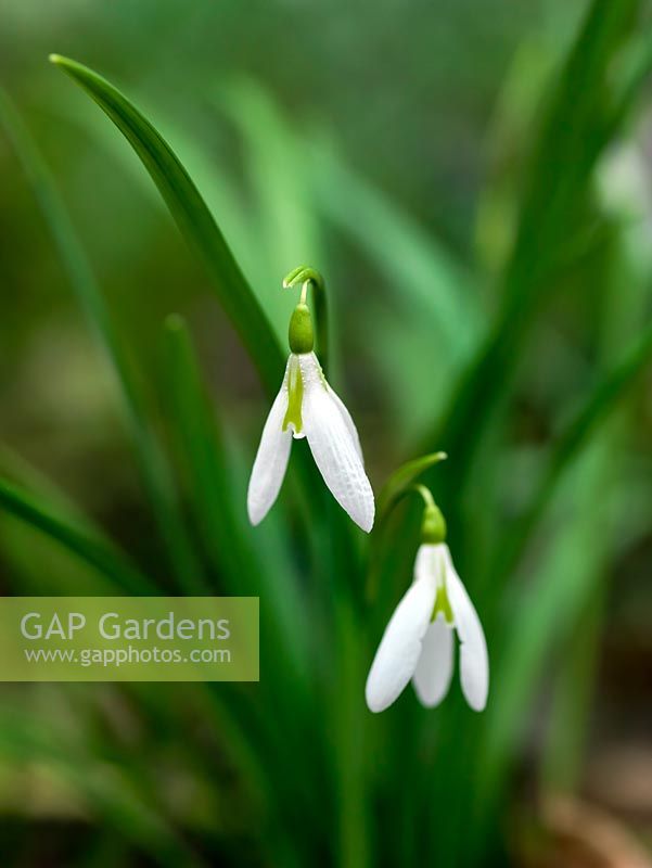 Galanthus seedling growing in the garden of Veronica Cross, a well-known C20 Galanthophile. Under trial. Very slim with slender leaves. Snowdrop, a winter-flowering bulb.  