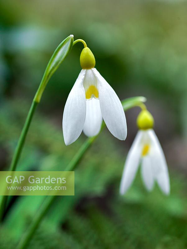 Galanthus - Snowdrop seedling growing in the garden of Veronica Cross, a well-known C20 Galanthophile. Under trial. Wonderful yellow inside - could turn out to be one of the best yellow snowdrops yet.