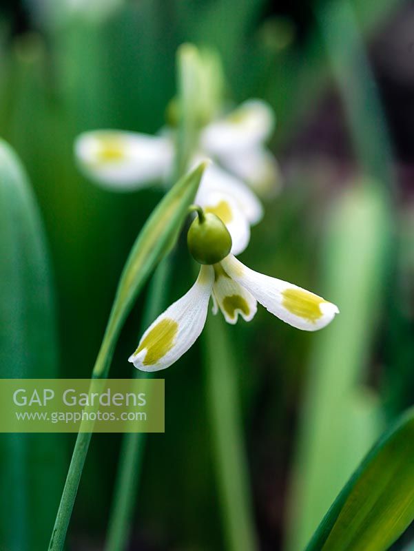 Galanthus - Snowdrop, a winter-flowering bulb. Galanthus seedling growing in the garden of Veronica Cross, a well-known C20 Galanthophile. Under trial. A Trym 'babe'. Flyaway petals.