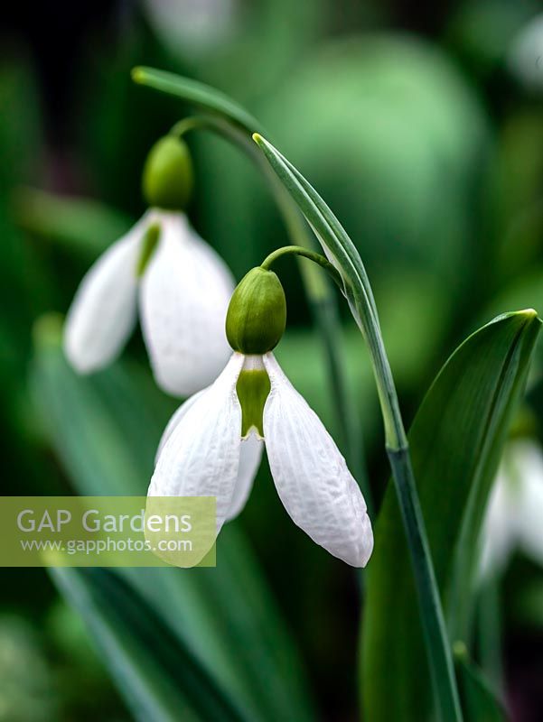 Galanthus, a chance seedling growing in the garden of Veronica Cross, a well-known C20 Galanthophile. Under trial. Lovely puckered petals.