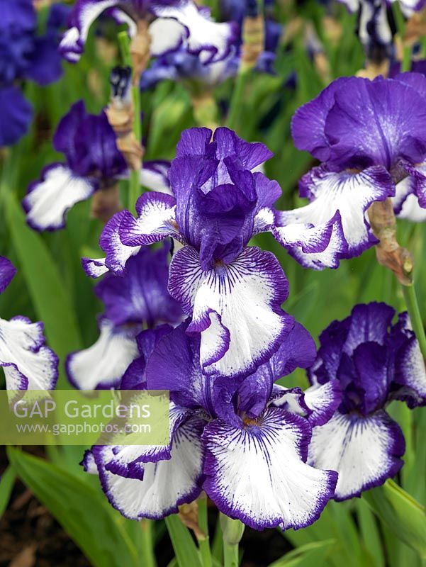 Iris 'Art Deco', a bearded iris - purplish blue and white 