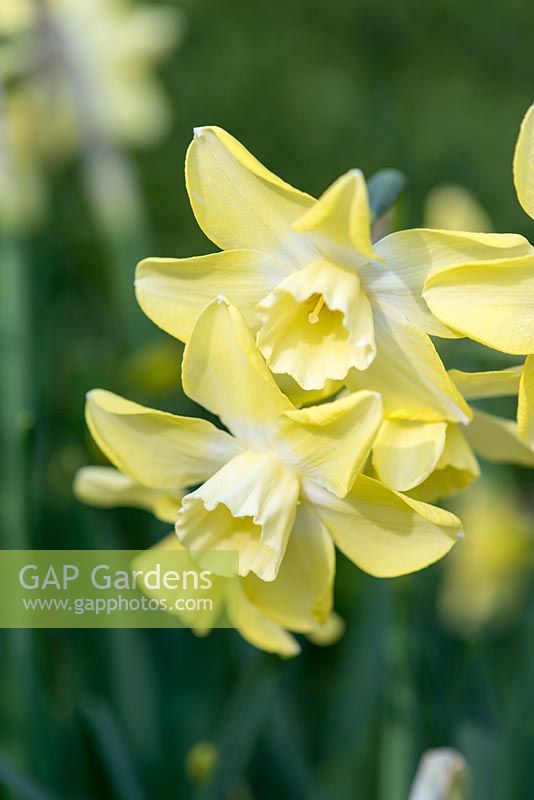 Narcissus Pippit, an all-yellow daffodil with a sweet fragrance. Floriferous, bearing more than one flower on many stems.