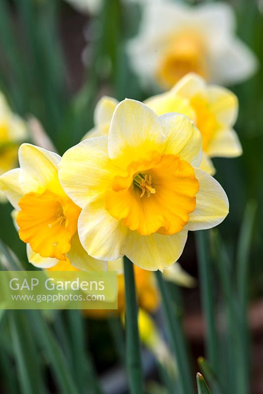 Narcissus jonquilla 'Derringer', a sweetly fragrant daffodil 