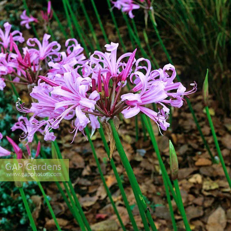 Nerine bowdenii, a bulbous perennial with broad leaves that flowers in autumn.
