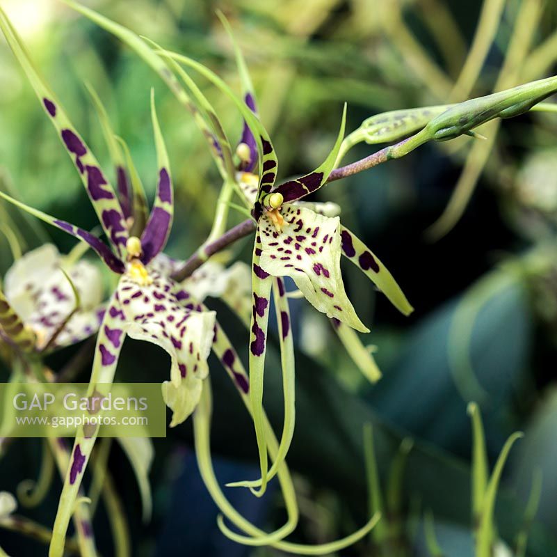 Odontoglossum Brassia Rex, an evergreen orchid hybrid with spidery green flowers. Indoor plant.