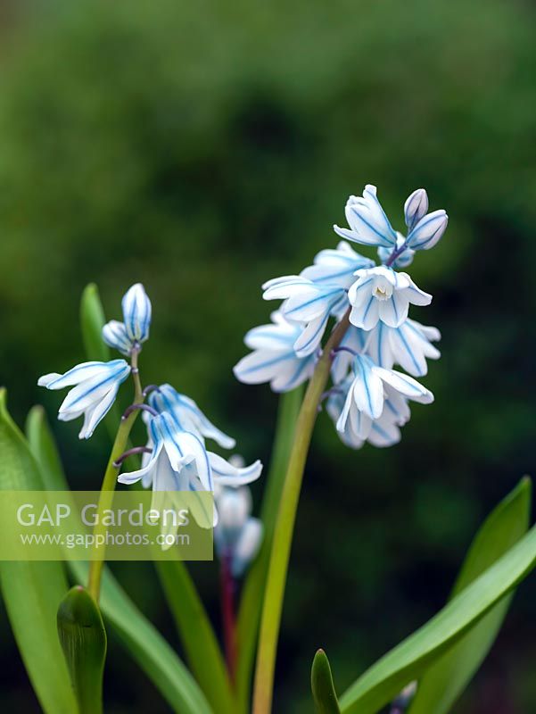 Puschkinia scilloides, a perennial bulb producing blue bell-shaped flowers with darker stripes in late winter and early spring.