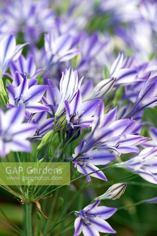 Triteleia Rudy, an early summer bulb whose white flowers are sliped with vivid violet markings.
