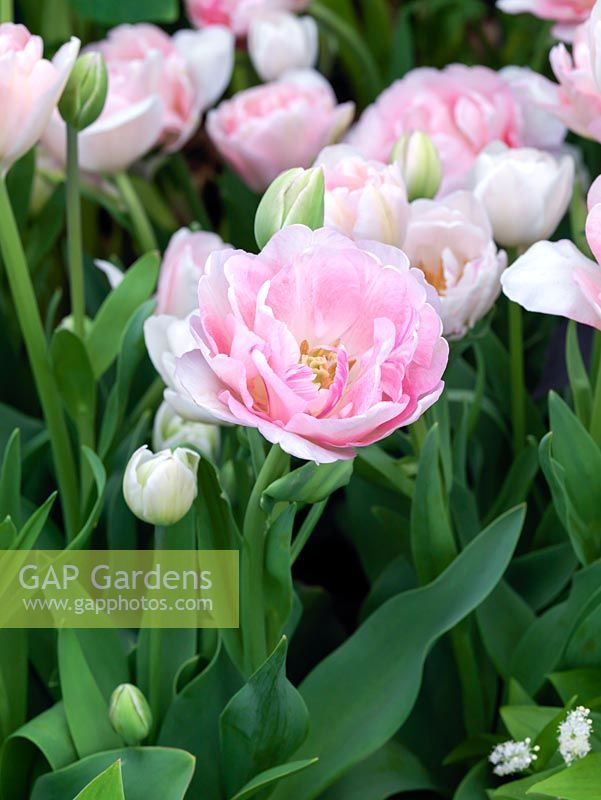Tulipa 'Angelique', a tulip flowering in late spring with gorgeous, double pink flowers.