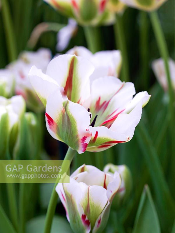 Tulipa 'Flaming Spring Green', a Viridiflora tulip flowering in late spring with white flowers splashed with red and green.