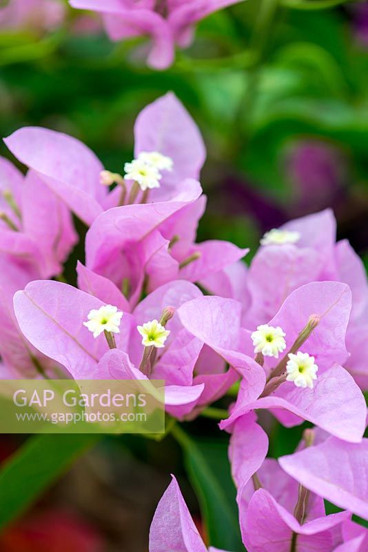Bougainvillea Singapore Pink, a thornless variety with pink bracts. Shrubby and compact.