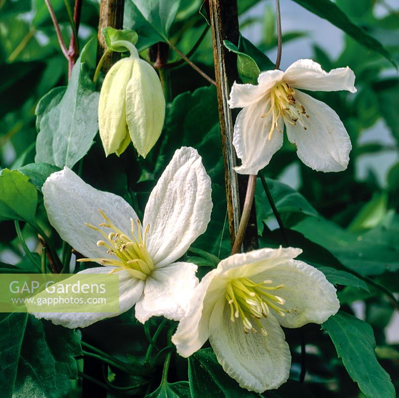Clematis cirrhosa 'Jingle Bells', creamy white wax-like flowers from early winter until the spring.