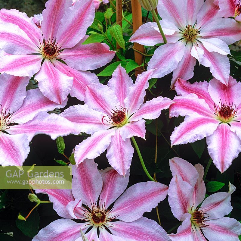 Clematis 'Matka Siediska', a large-flowered pink and white variety flowering in late spring.
