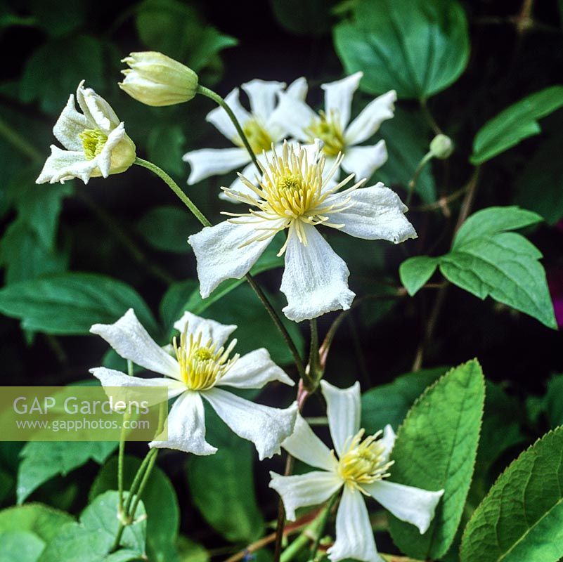 Clematis Paul Farges, formerly C. fargesii Summer Snow, a vigorous deciduous variety with masses of slightly scented white flowers