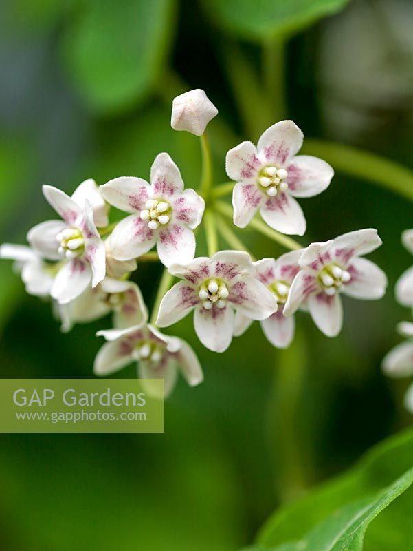 Dregea sinensis, a twining evergreen climber with fragrant, creamy white flowers, speckled red within. Flowers in summer