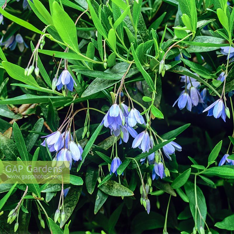 Sollya heterophylla, bluebell creeper, a bush, twining climber with tiny, bell-shaped blue flowers. Tender.