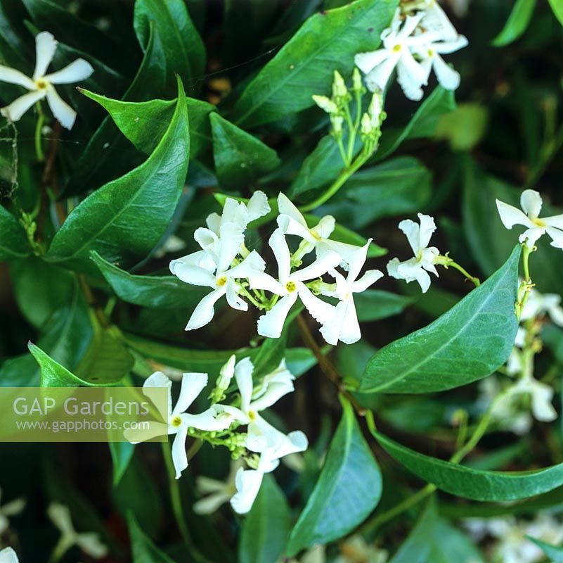 Trachelospermum jasminoides, star jasmine, a woody, evergreen twining climber with glossy leaves and tiny, white fragrant flowers in summer.