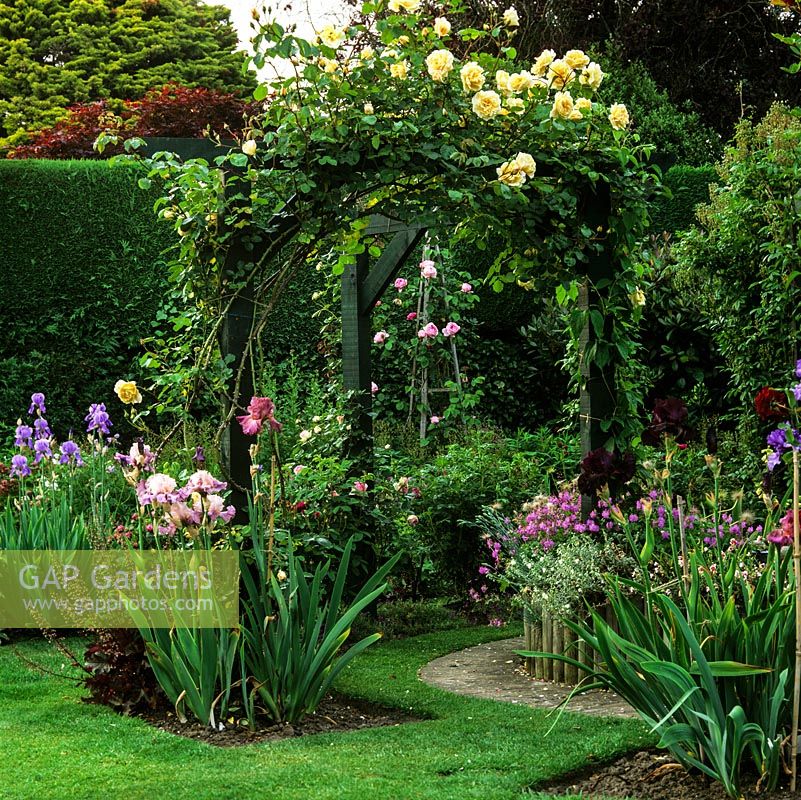 Extended pergola gives privacy from neighbours. Growing over arch, golden Rosa Alchymist. In beds, American irises - Sotto Voce and Ramblin Rose.