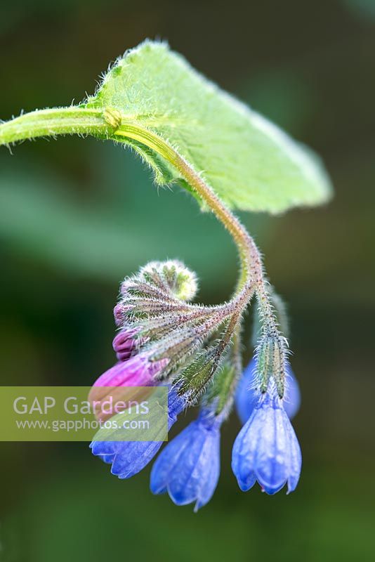 Symphytum grandiflorum 'Hidcote Blue', April, Suffolk