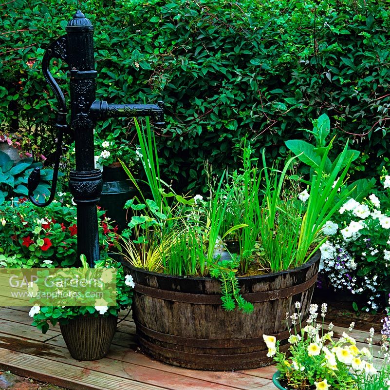 Wooden half barrel, fed by old cast iron pump, is planted with aquatic irises and grasses, on deck amidst pots of white-flowered petunia and lobelia.