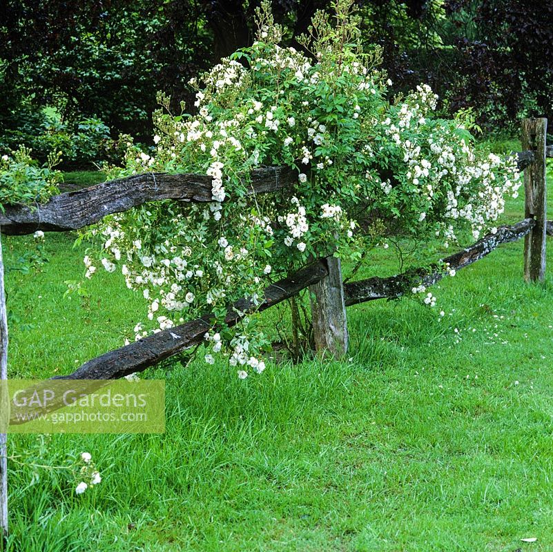 Rosa 'Rambling Rector', a vigorous rambling rose bearing clusters of semi-double, white flowers with a strong scent.