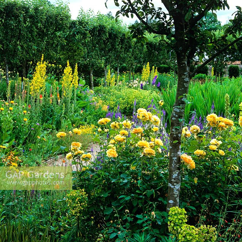 Golden Verbascum 'Spica' has self-seeded throughout  herbaceous beds, alongside roses, red hot pokers, Centaurea macrocephala and aster.