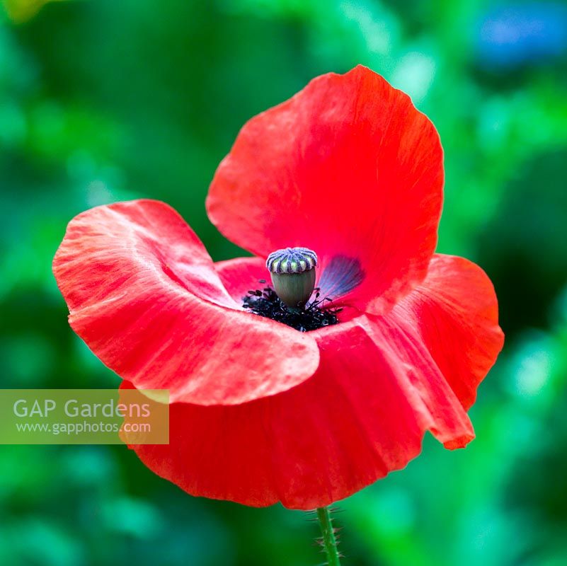 Papaver rhoeas, field, corn or Flanders poppy, an annual that self-seeds freely