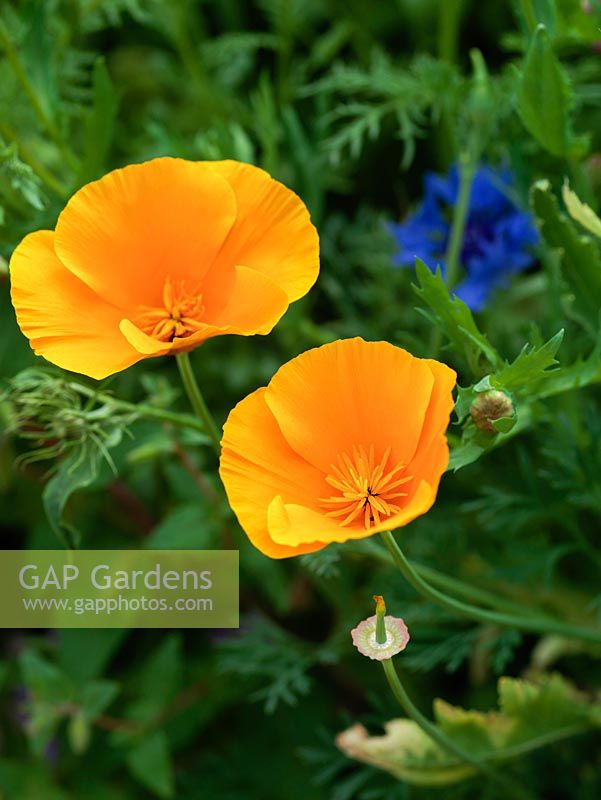 Eschscholzia californica, Californian poppy, an orange flowered annual that self-seeds freely.