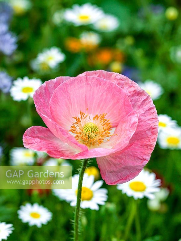 Papaver rhoeas Shirley Series, an annual poppy set against backdrop of ox-eye daisies.