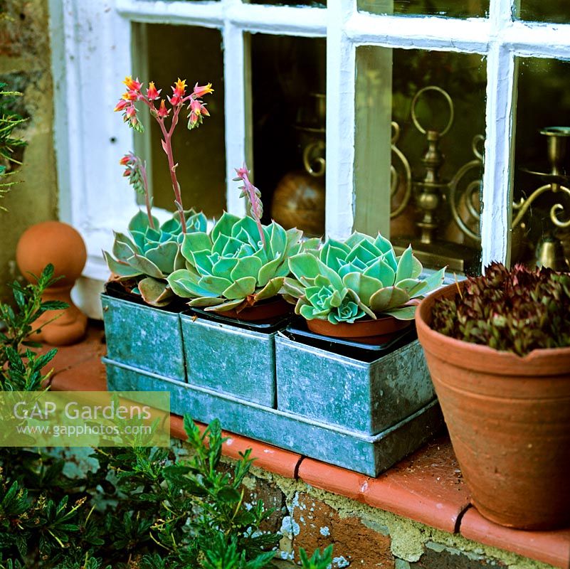 On shady window sill, three matching galvanised steel containers filled with succulents - Echeveria elegans.